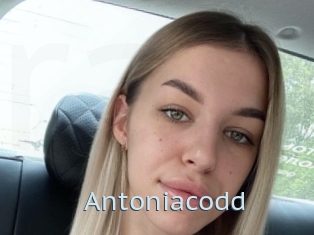 Antoniacodd